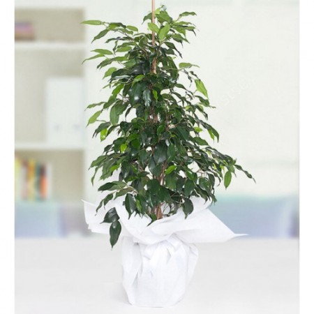 Ficus Benjamin